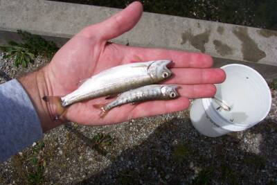 Close-up of coho smolts killed by pollution