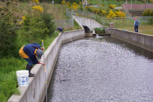 Streamkeepers net dead coho smolts from settling pond