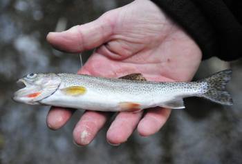 Trout killed by toxin in Byrne Creek