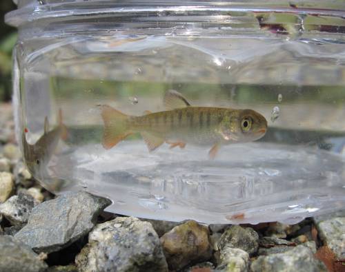 Coho fry 