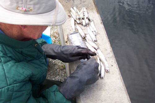 Closeup of measuring dead smolts